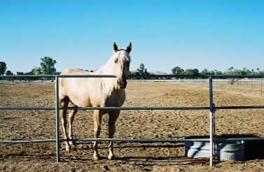 Arizona  Horse With No Vegitation or Natural Water