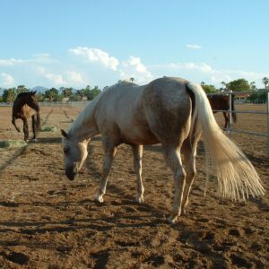 The Horse's Hoof, barefoot horse