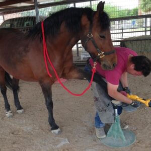 The Horse's Hoof, trimming a barefoot hoof
