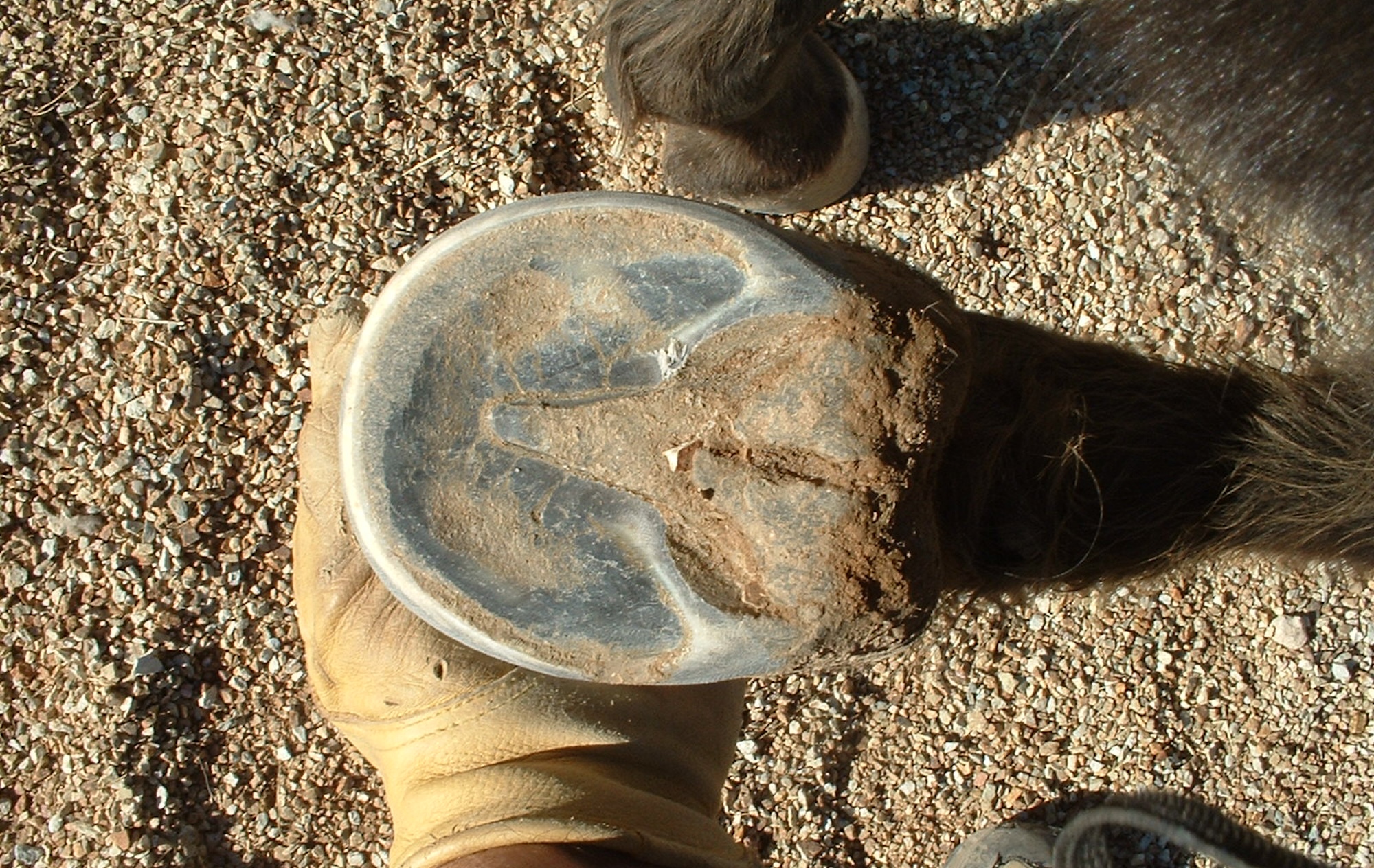 A Different View of Hoof Mechanism