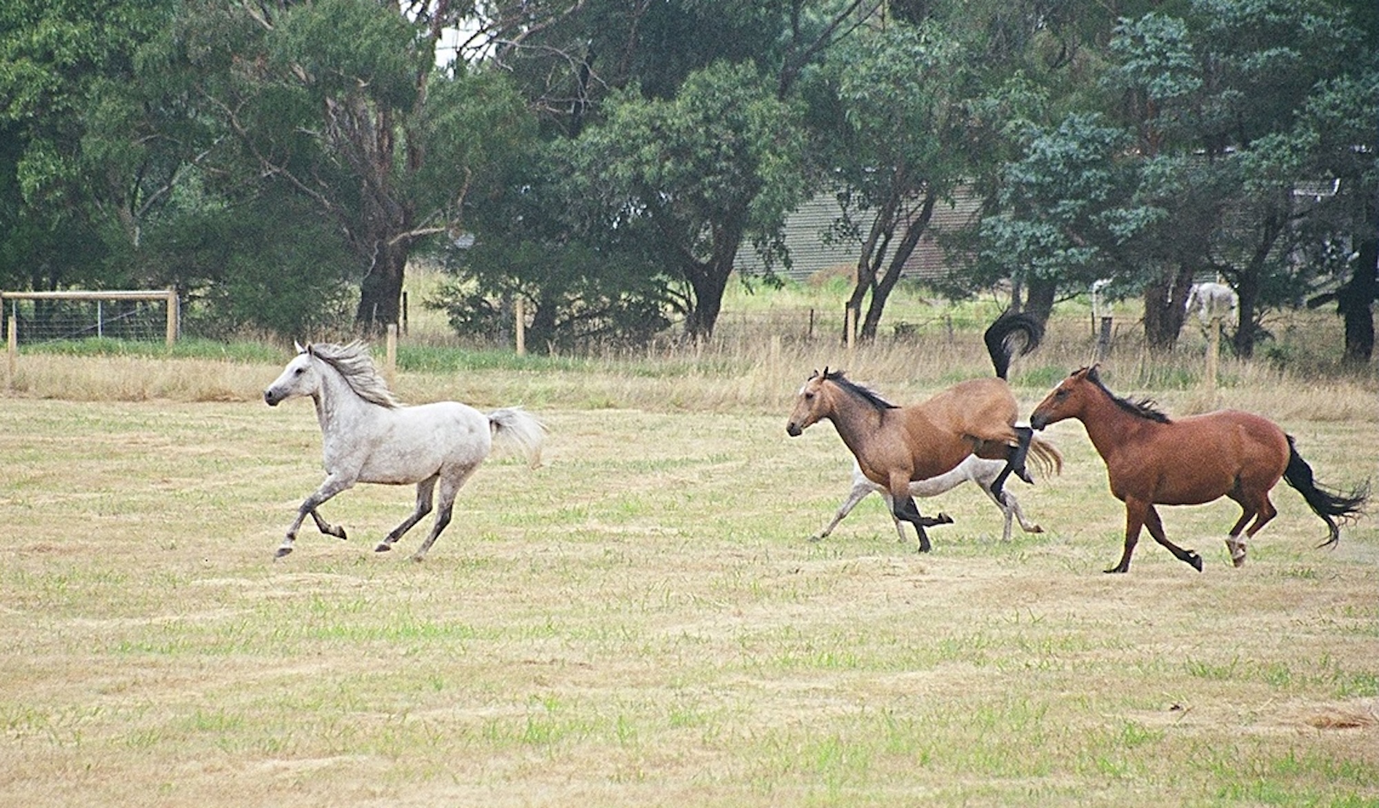 What is Natural Boarding?