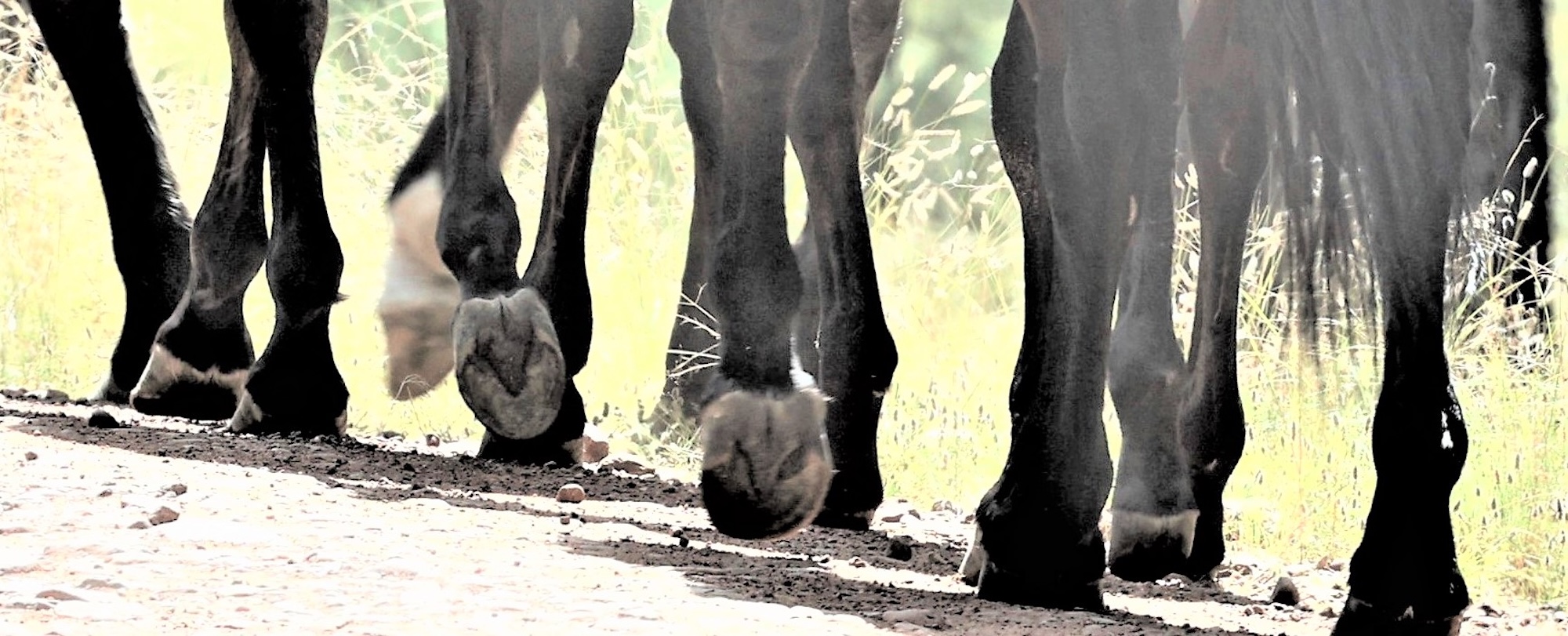 Barefoot Hoof Studies
