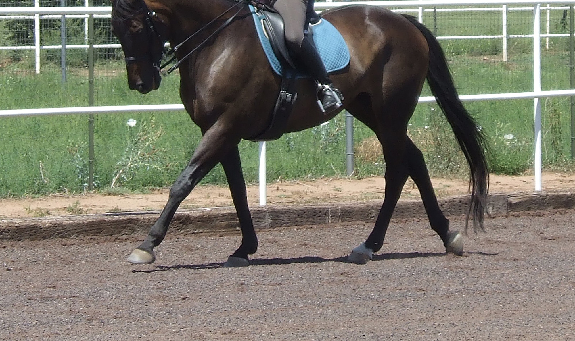 Equine Hoof Balance: Seeking Perfection in an Imperfect World