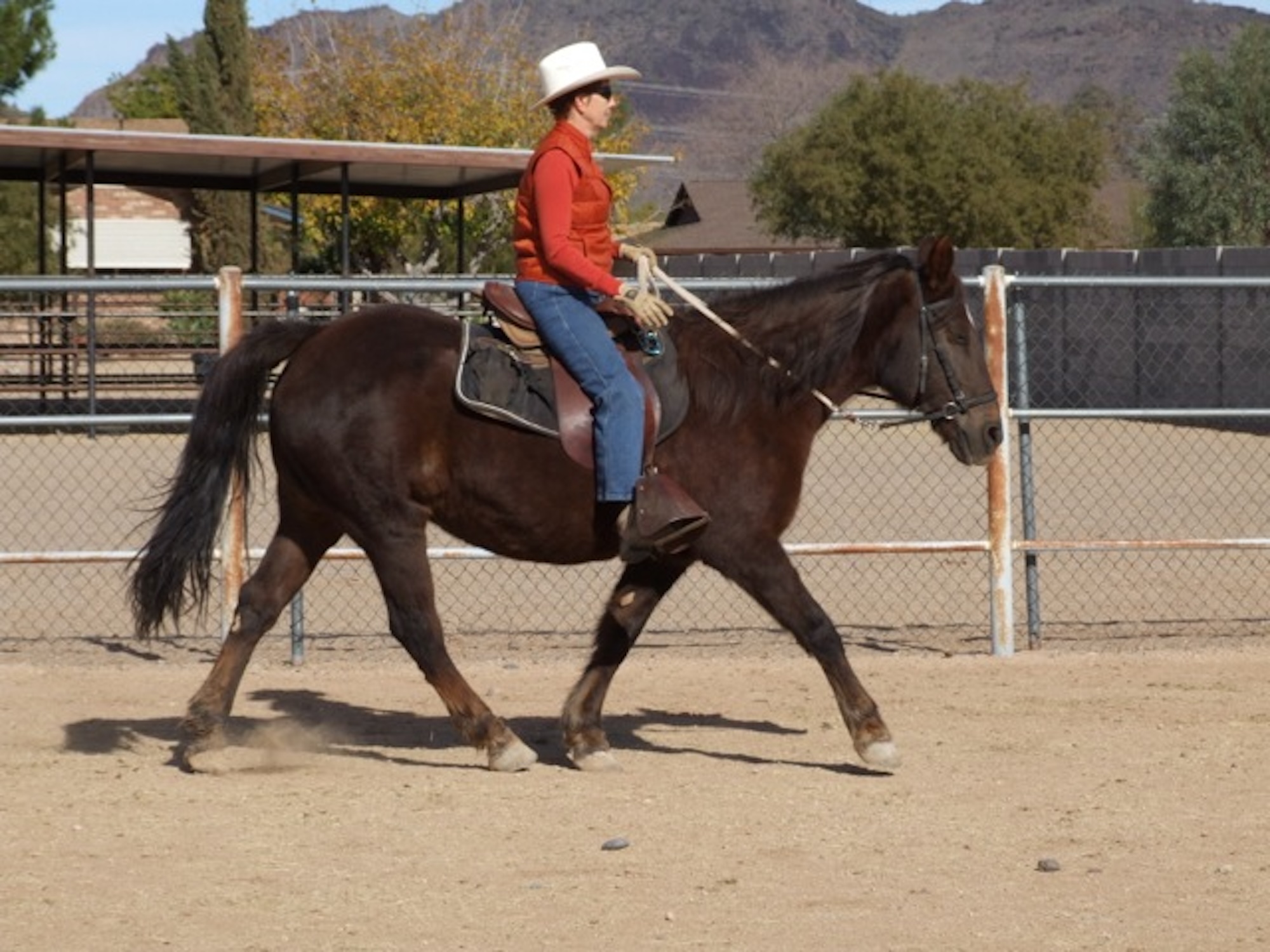 Two Gaited Horses (and a Morgan) Go Barefoot