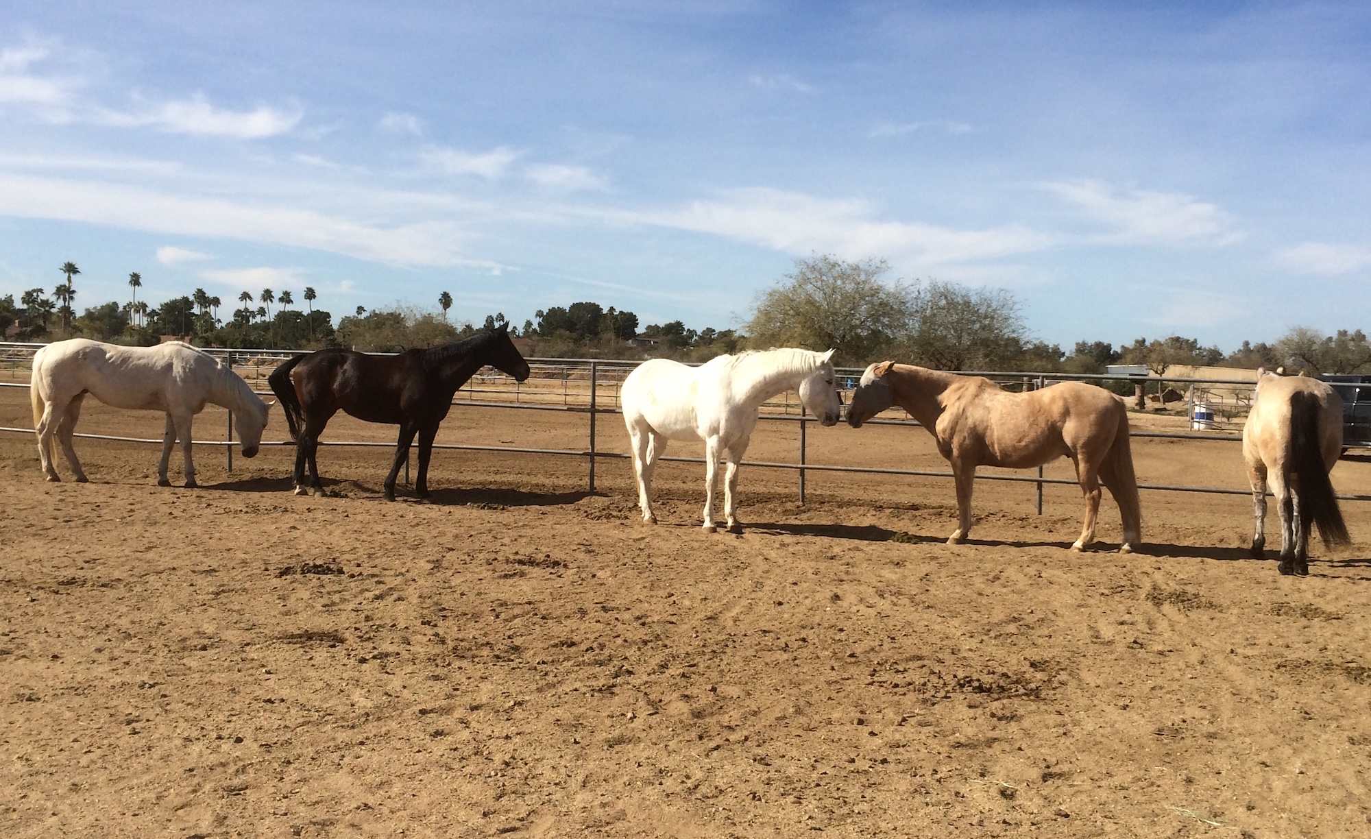 “Turn Out” From the Horse’s Perspective