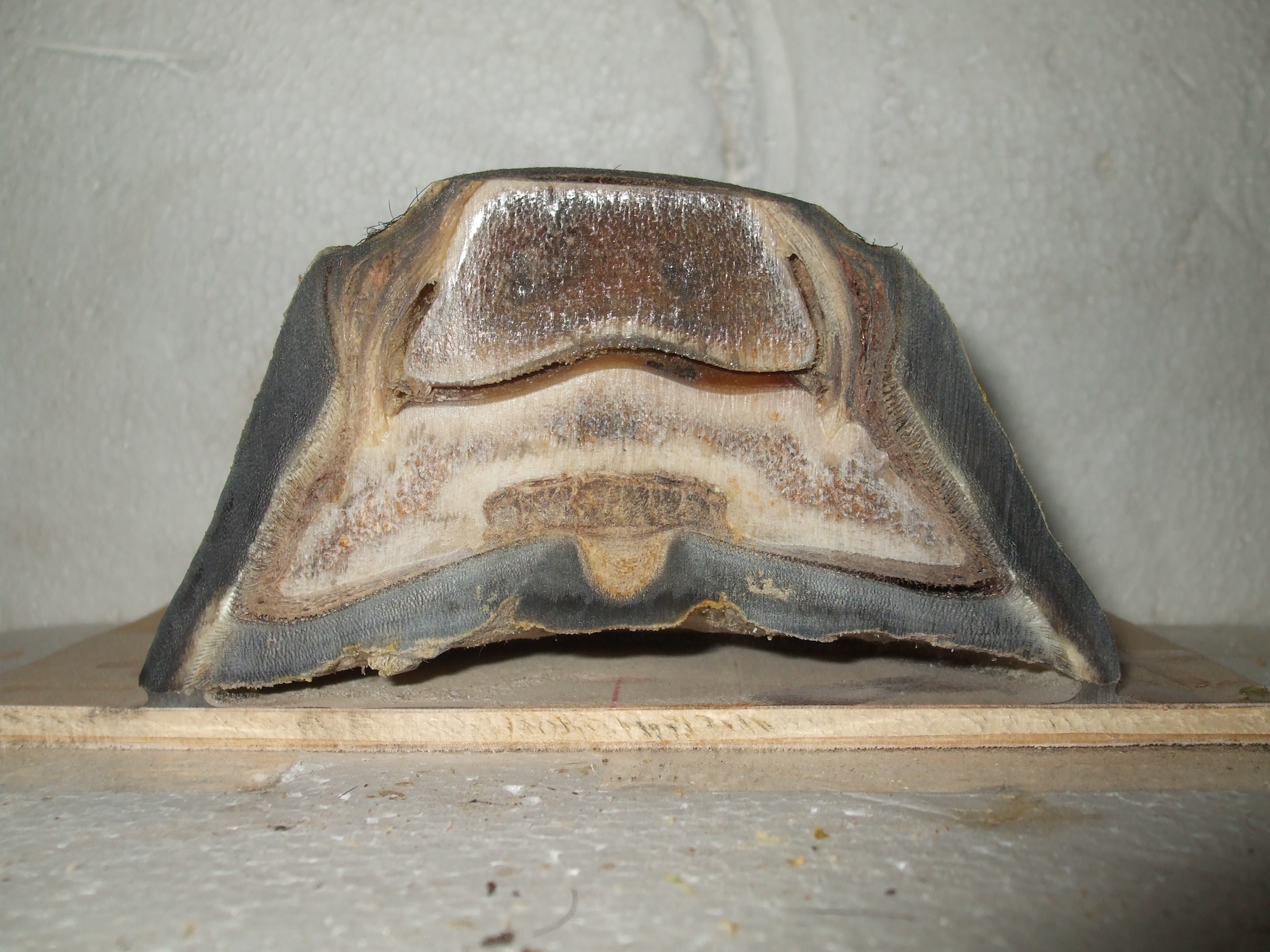 3 Common Mechanical Causes of Pathology in Domestic Hooves