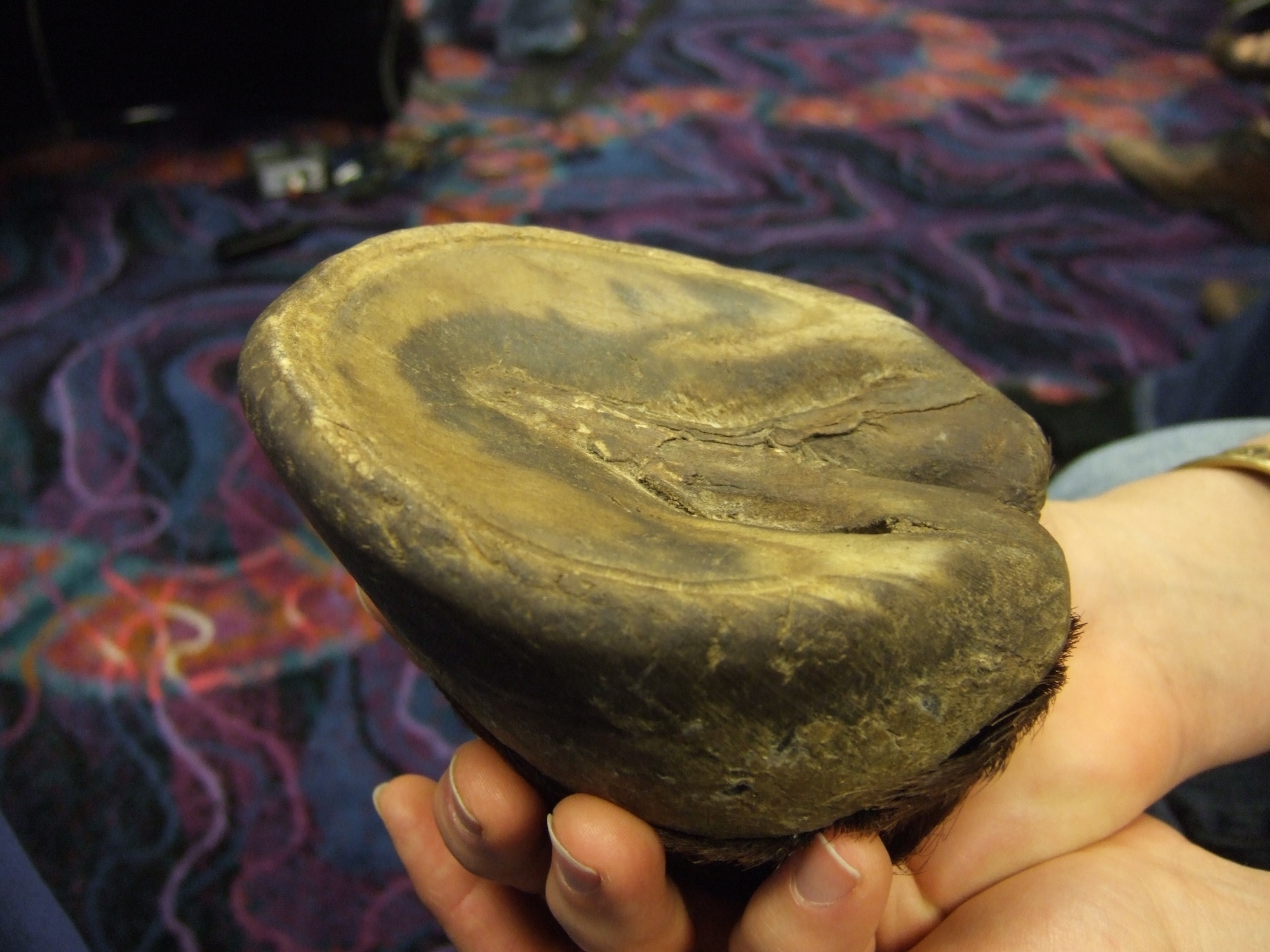 Wild Horse Hoof: Jaime Jackson’s Mustang Hoof