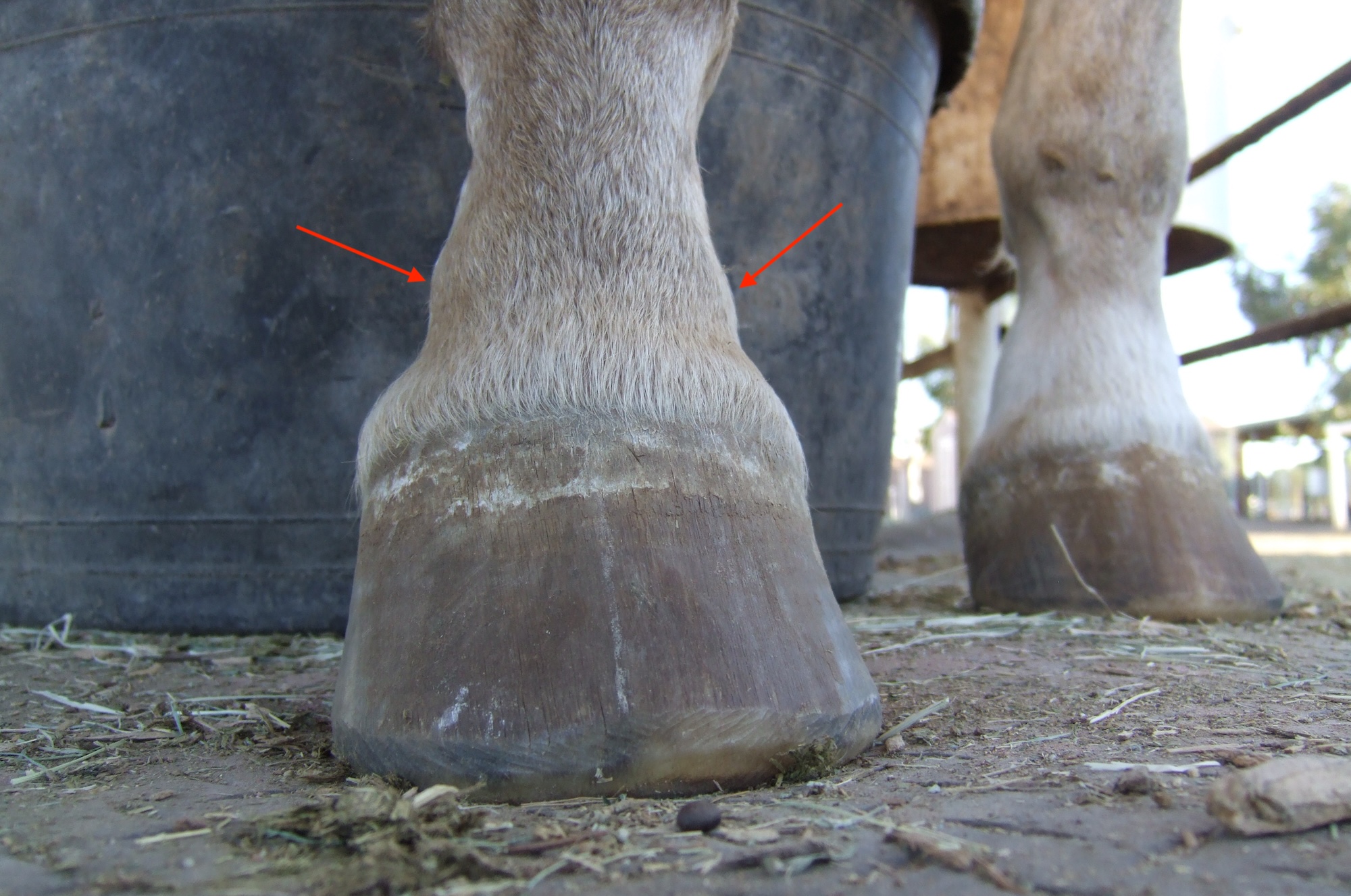 Ringbone: Natural Solutions for Recovery