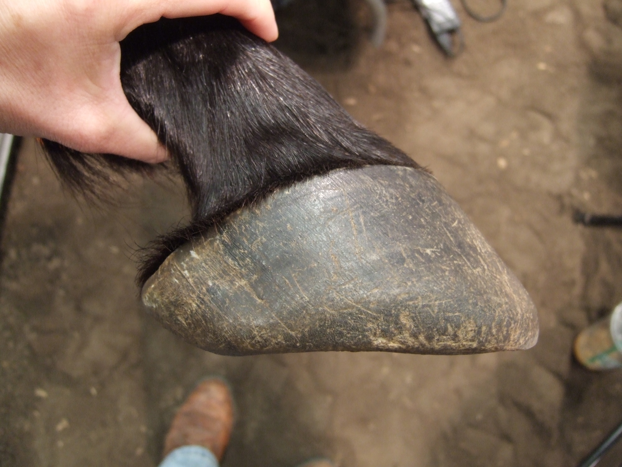 Wild Horse Hoof: Pete Ramey’s Mustang Hoof