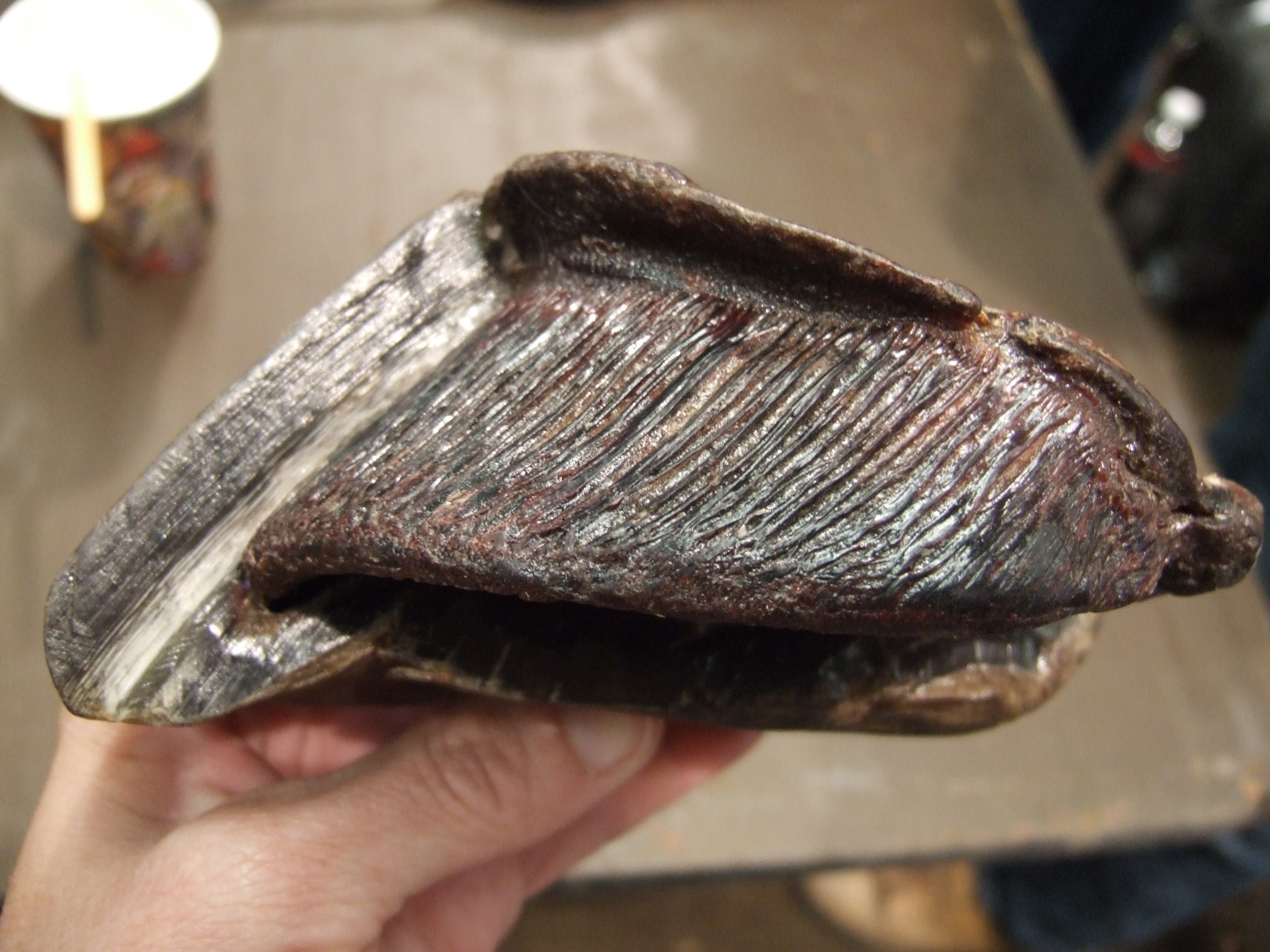 Wild Horse Hoof: Pete Ramey’s Mustang Hoof #2