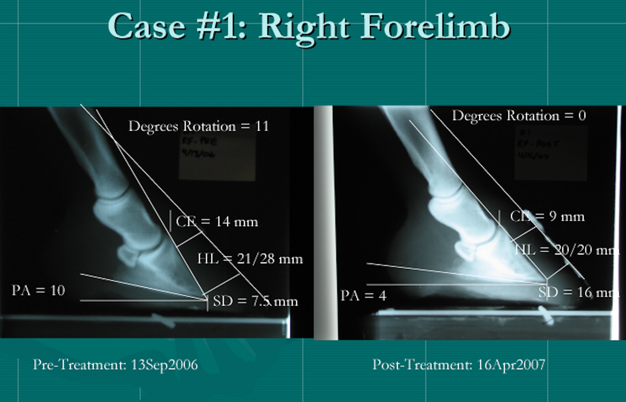 Hoof Rehabilitation Protocol