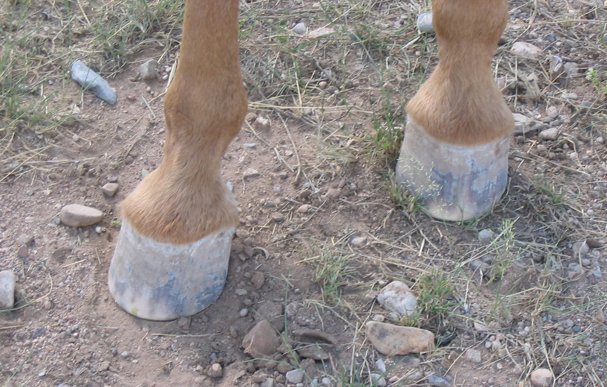 Tomas Teskey: The Self-Trimming Hoof