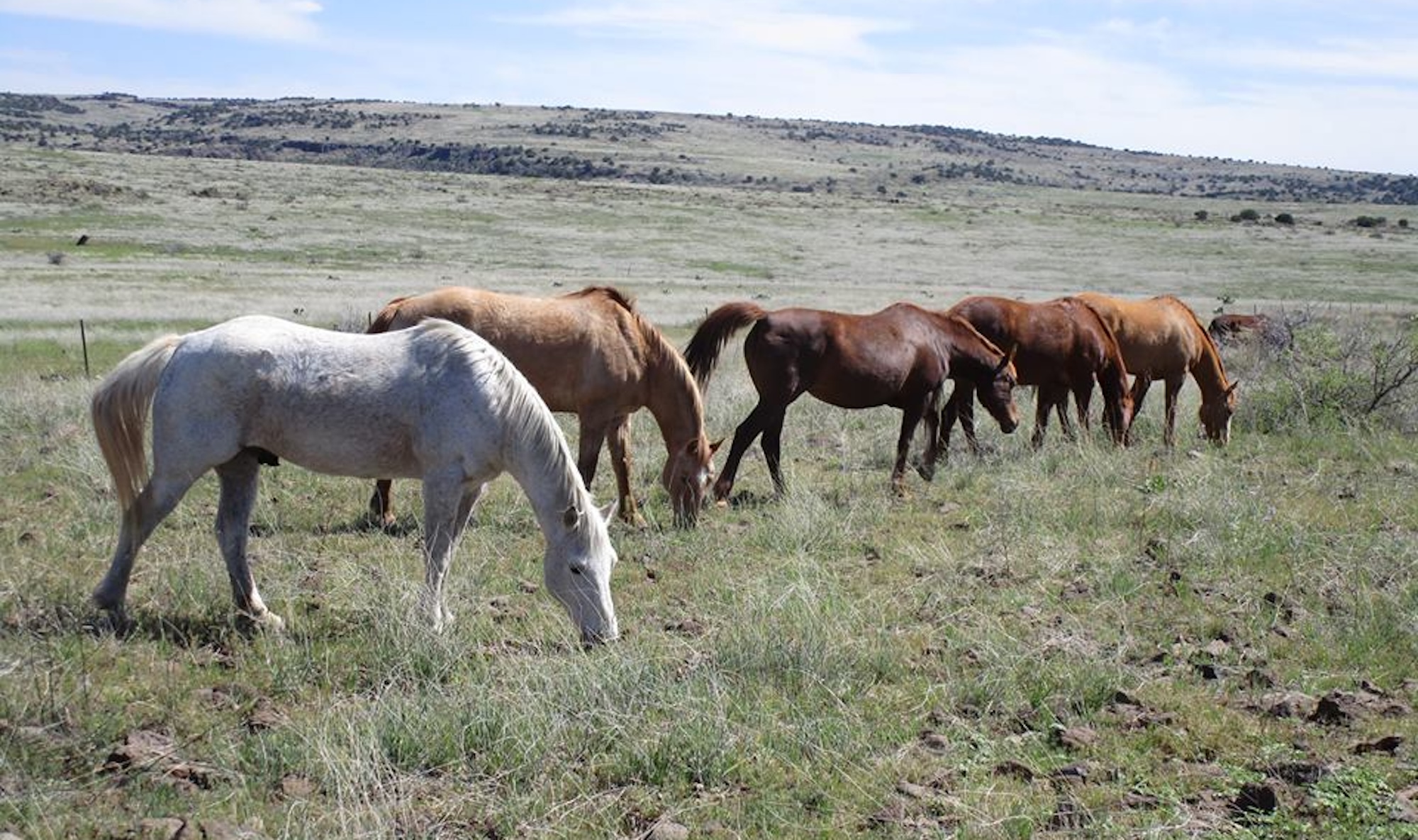 Tomas Teskey: What Builds a Horse