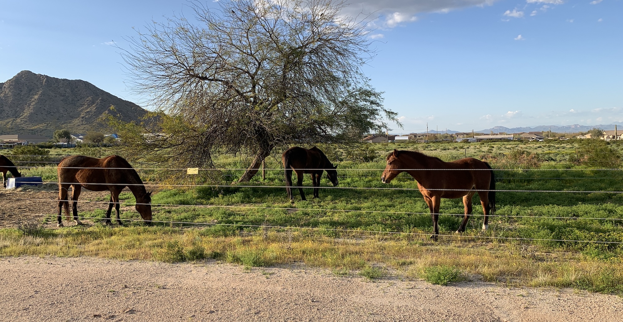 What is Natural Hoof Care?