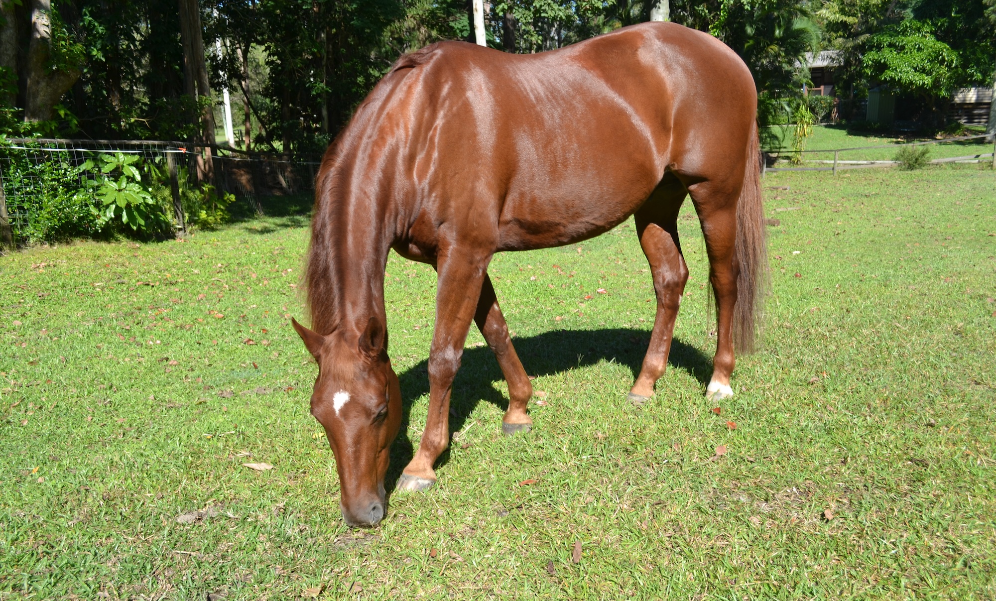 The Link between Diet and Coat Bleaching