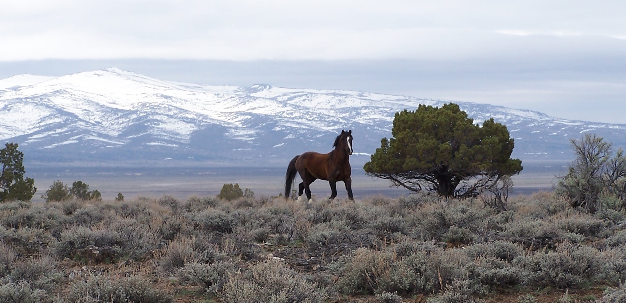 Pete Ramey photo of American Mustang running free in the wild.