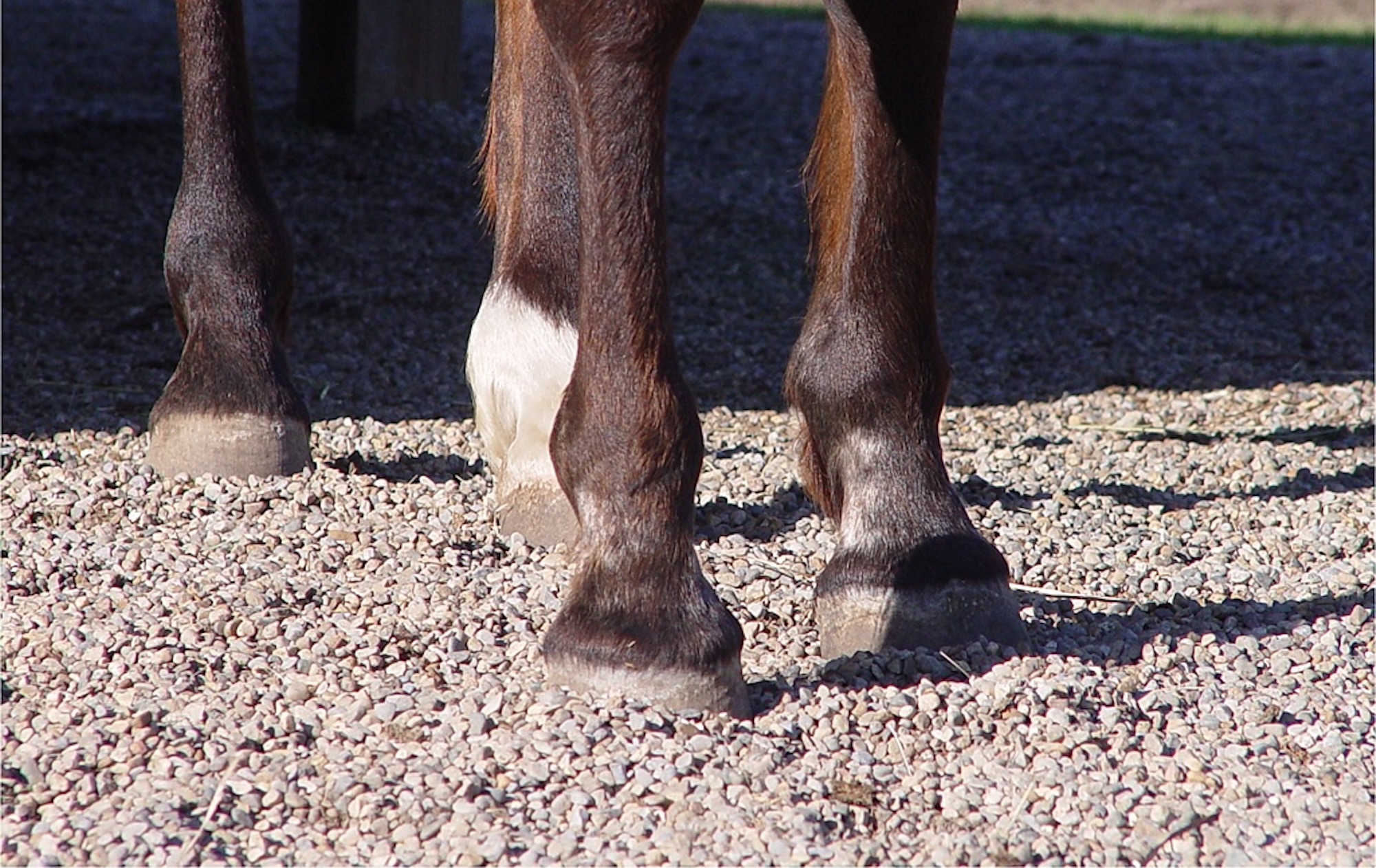 Dr Bowker: Sensory Receptors in the Horse’s Foot