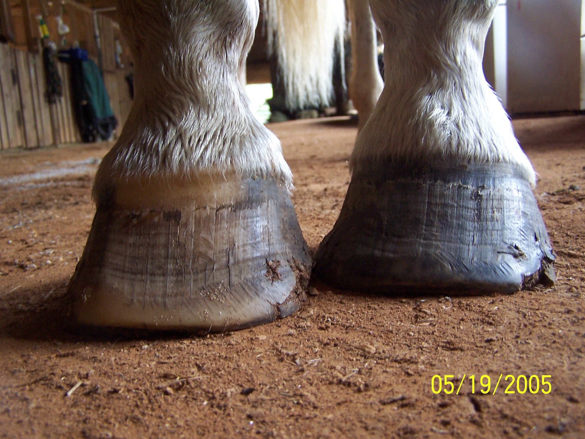 Pete Ramey: Hoof Wall Cracks