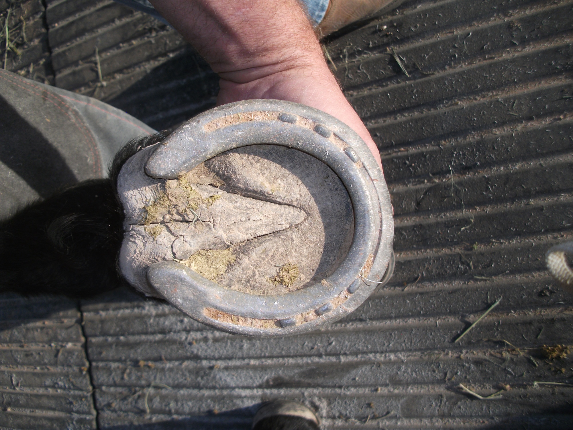 Do You Really “Have to Shoe” Your Horse?