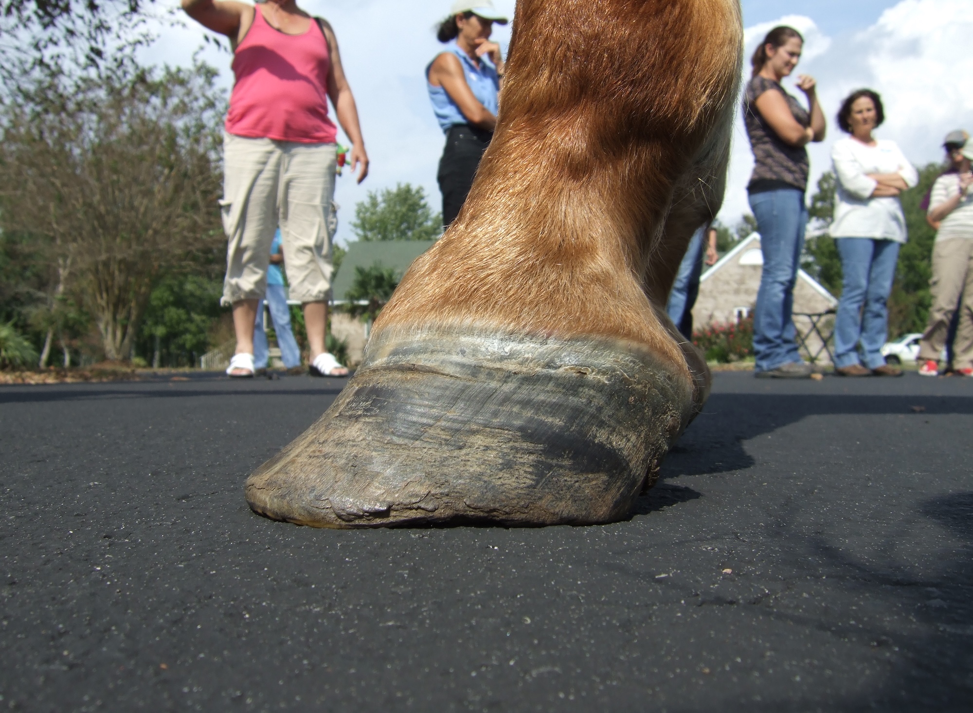 Laminitis and Founder Help