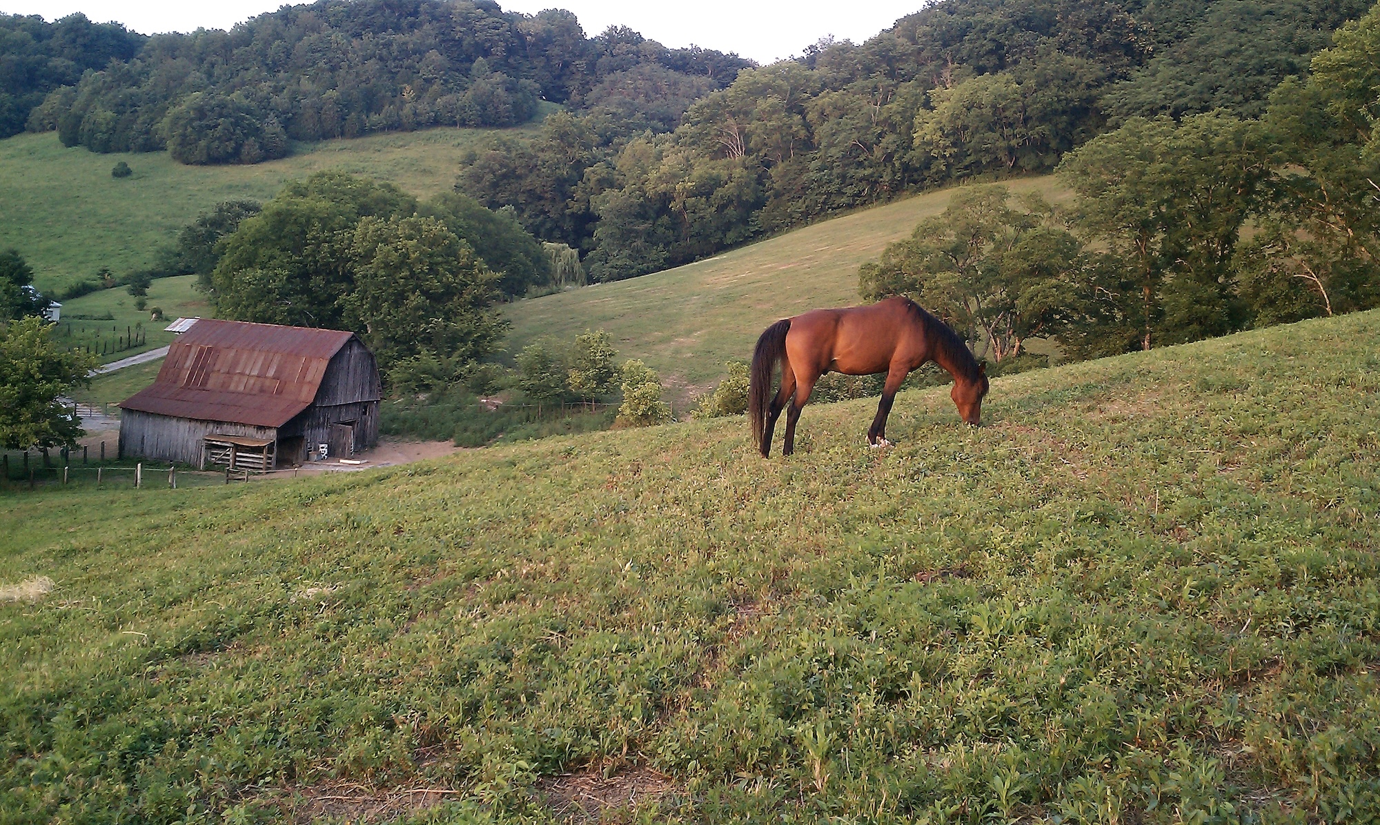 Joe Camp: Learning How to Let Horses Graze Safely