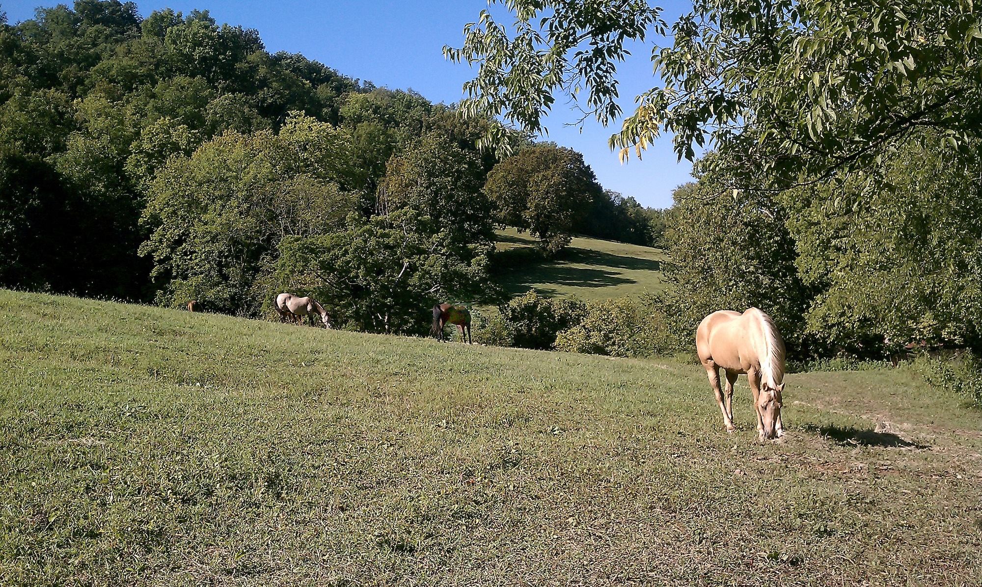 Joe Camp: Desert Horse Hooves Move to Tennessee