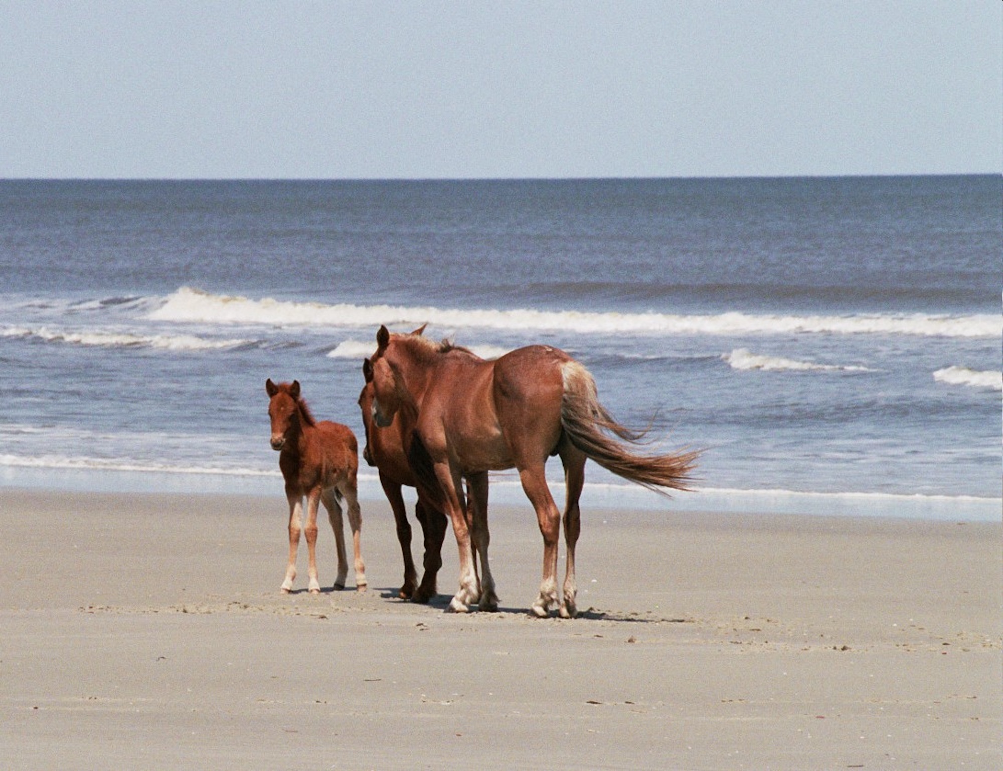 What is the Wild Horse Hoof Model?